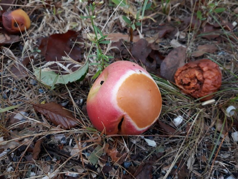 Datei:Sonnebrand Apfel Frucht Holler.jpg