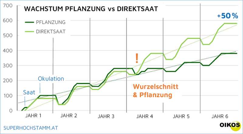 Datei:Wachstumsvergleich Baumschulware Direktsaat. c. superhochstamm.at.png