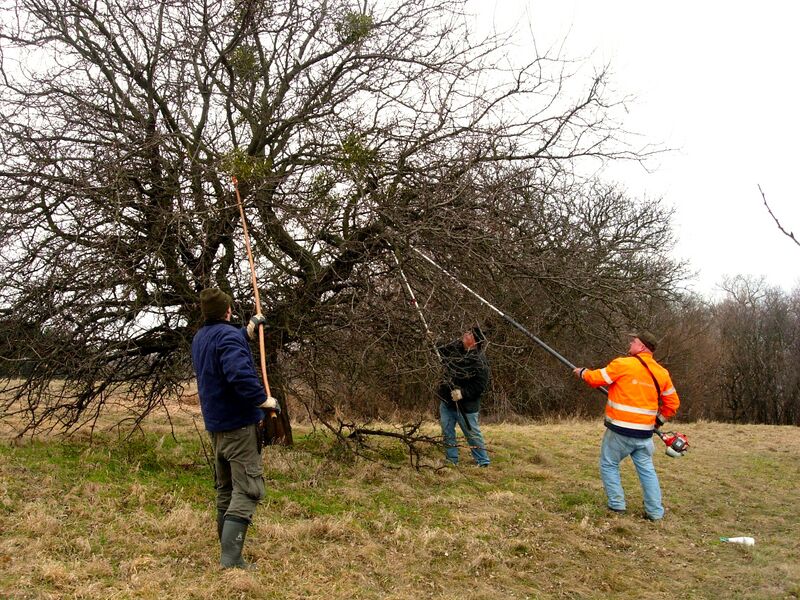 Datei:Mistel Pflege Holler.JPG