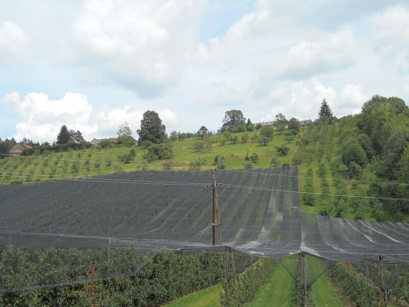 Datei:Intensivobst Hagelnetz Holler.JPG
