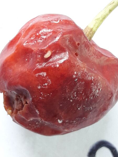 Datei:Befallene Kirsche.jpg