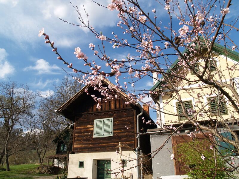 Datei:Pfirischblüte Weinkeller Holler.JPG