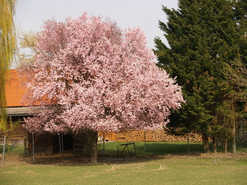 Datei:Kirschpflaume Blüte Holler.JPG