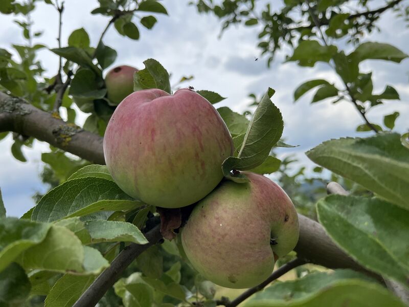 Datei:Spätblüher von Bockedra c.Michael Schlitt.jpg