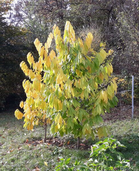 Datei:Indianerbanane Jungbäume Holler.jpg