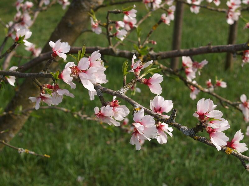 Datei:Mandelblüte Holler.JPG