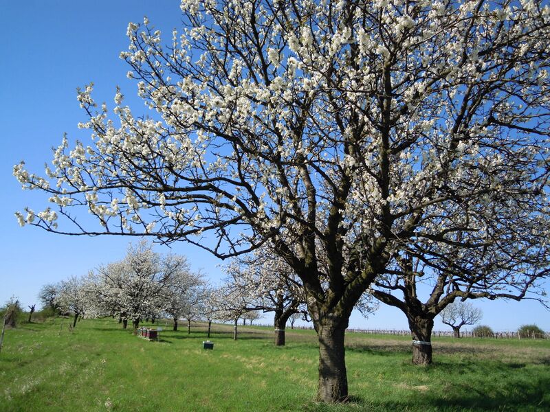 Datei:Kirschbäume blühend Bienenstöcke Holler.JPG