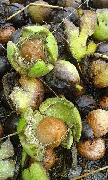 Datei:Walnuss Nüsse mit Schale Holler.jpg