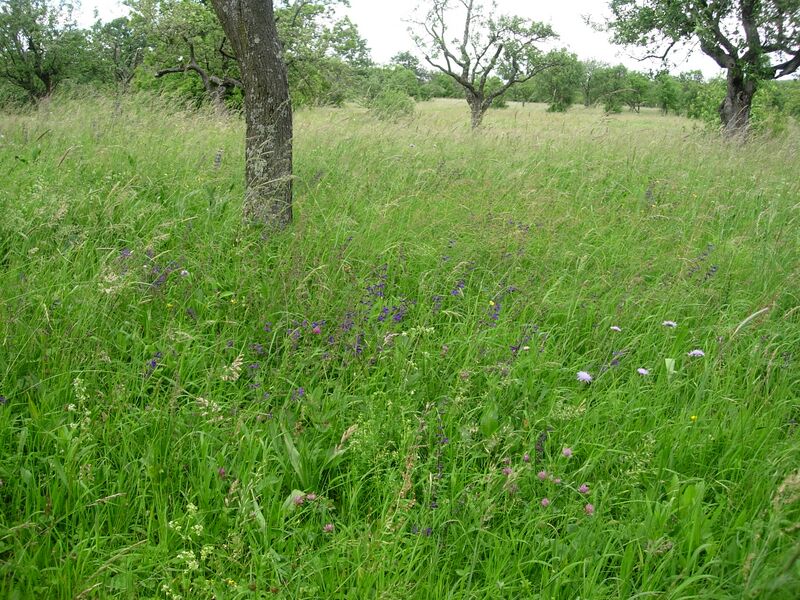 Datei:Streuobst-Glatthaferwiese Holler.JPG