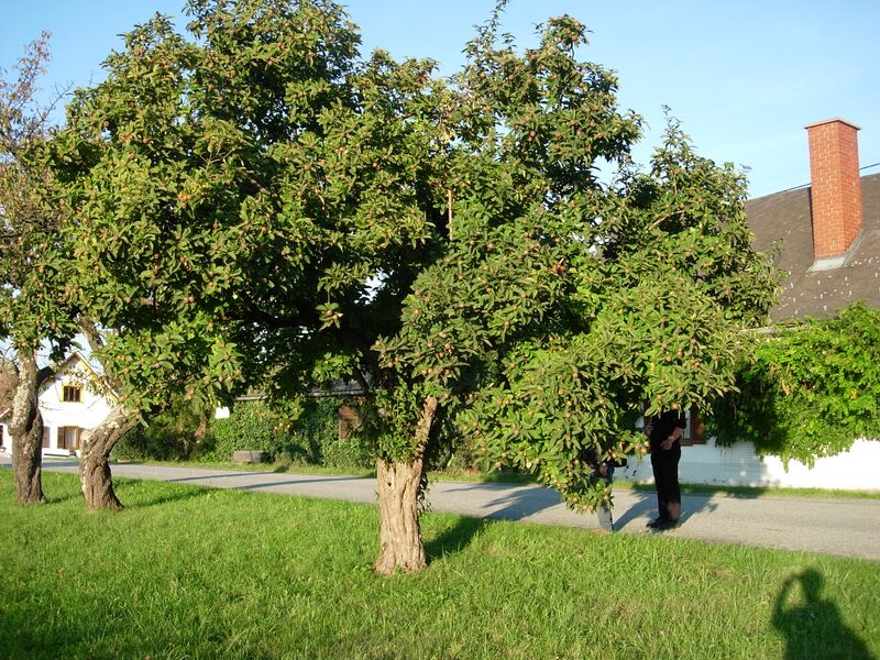 Datei:Mispel Baum Holler.JPG