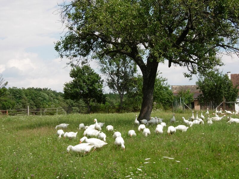 Datei:Weidegänse Streuobstwiese Holler.JPG