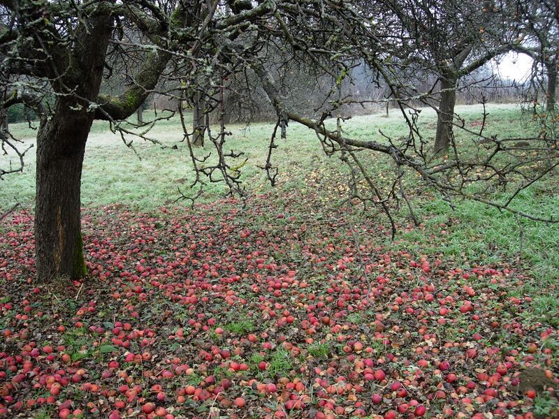 Datei:Fallobst ungenutz Holler.JPG