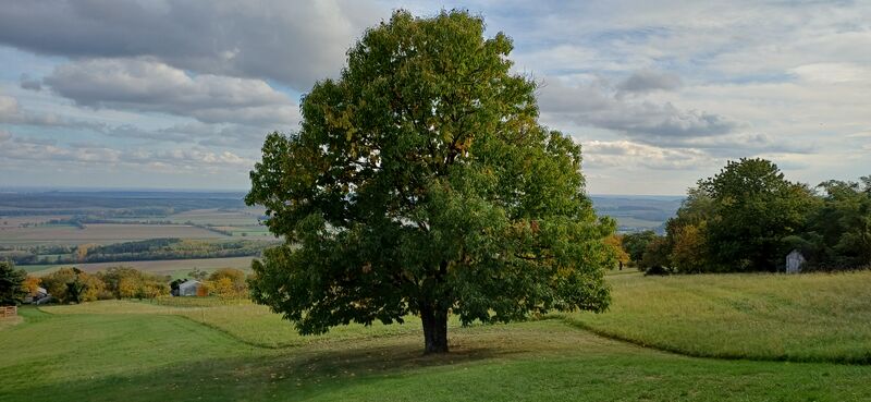 Datei:Edelkastanie Rechnitz Holler.jpg