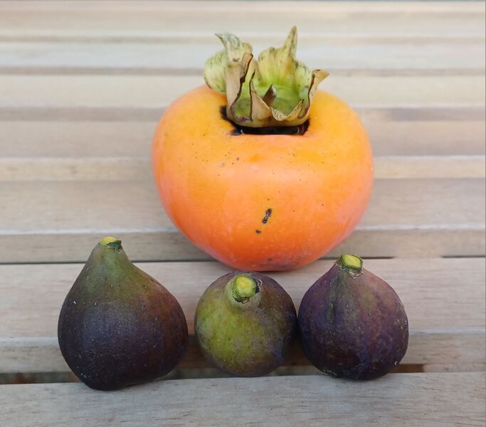 Datei:Kaki und Feigen Früchte Holler.jpg